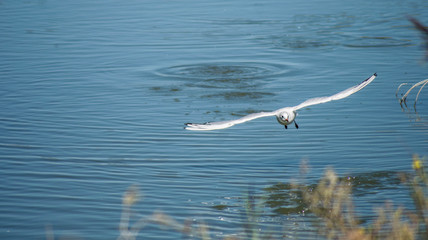 Vol de Mouette