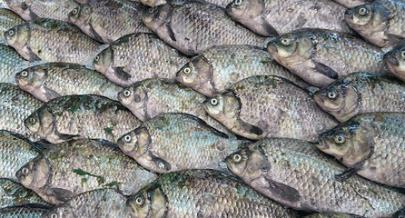 Fish caught in the lake.