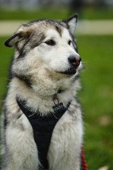 alaskan malamute