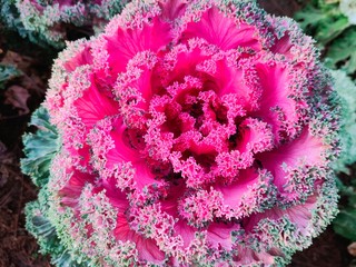 cabbage in the garden