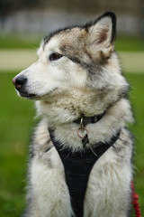 alaskan malamute