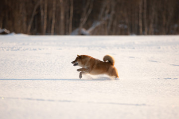 Cute and funny shiba inu puppy running on the snow in the winter field at sunset. Lovely japanese red shiba inu dog