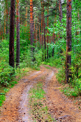 Path in the Pine Wood