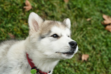 alaskan malamute