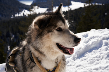 alaskan malamute