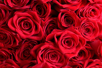 background with beautiful red roses