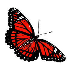 bright flying butterfly, vector illustration of an insect