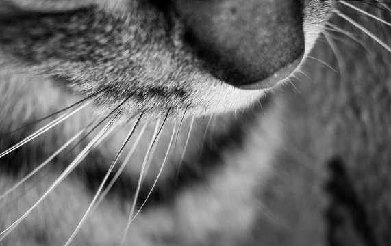 vibrisses de chat