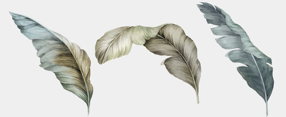 Flowers watercolor illustration.Manual composition.Big Set watercolor elements.