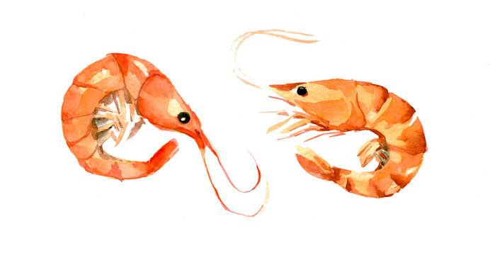 Seafood set: shrimp. Watercolor illustration isolated on white background.
