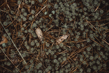 Forest grass background top view