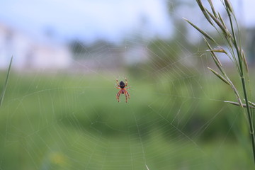ladybug on grass