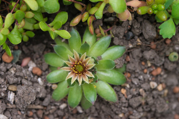Sempervivum aye-green houseleek flower closeup