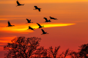 Flock of Cranes flying in the sky at sunset