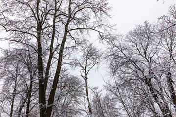 snowy trees in the park of Kaluga, Russia
