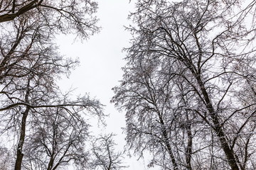 snowy trees in the park of Kaluga, Russia