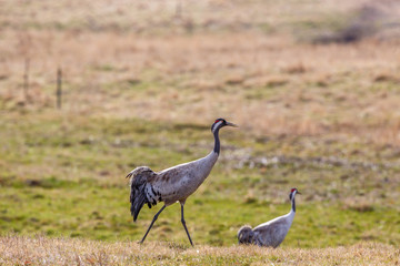 Cranes walking on a meadow in spring