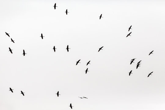 Cranes in silhouette flying in the sky