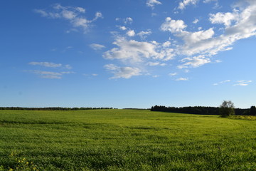 Obraz premium green field and blue sky