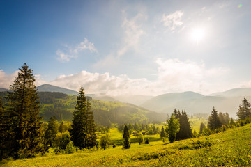 Beautiful magical view of the spruce forest