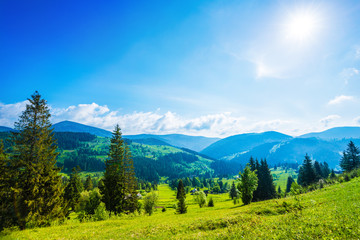 Beautiful magical view of the spruce forest