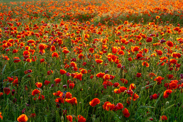 field of red poppies