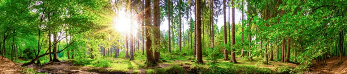 Papier Peint photo Panoramique Beau panorama forestier avec de grands arbres et un soleil éclatant