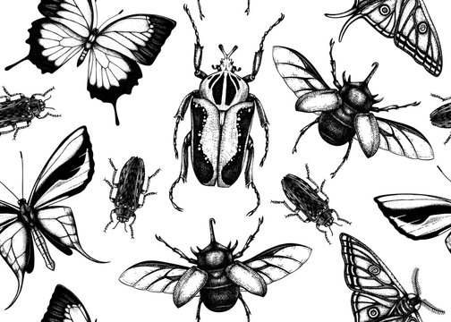 Tropical insects seamless pattern. Vector backdrop with hand drawn beetles and butterflies. Vintage entomological background. Jungle design with realistic  tropical insects.