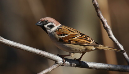 Tree sparrow on branch, passer montanus