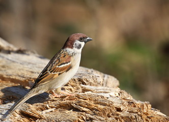 Tree sparrow on branch, passer montanus