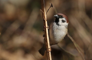 Tree sparrow on branch, passer montanus