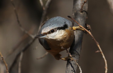 Eurasian nuthatch or wood nuthatch, Sitta europaea