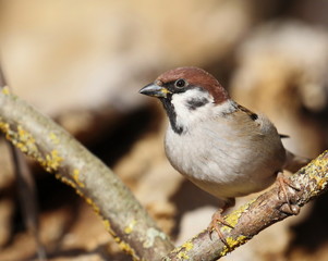 Tree sparrow on branch, passer montanus