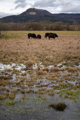 Wasserbüffel bei Rietheim-Weilheim