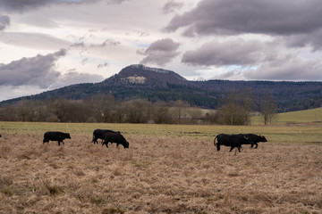 Wasserbüffel bei Rietheim-Weilheim