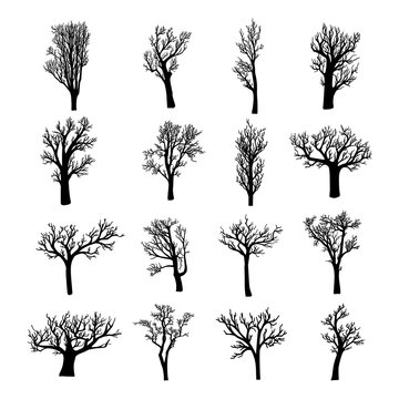 Black silhouettes of dead, dried, bare or leafless trees and saplings
