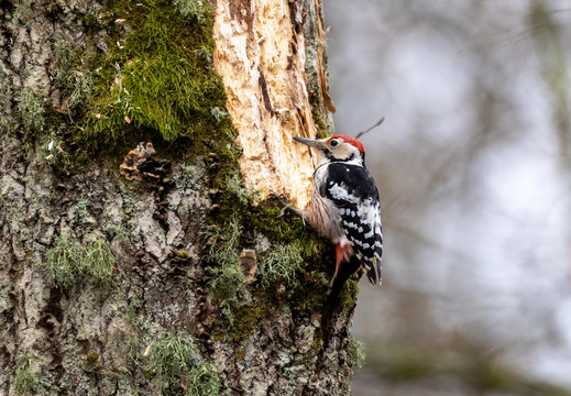 Wwhite-backed woodpecker (Dendrocopos leucotos) in fall