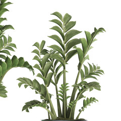 Zamioculcas in a pot on white background