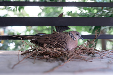 The dove on her nest
