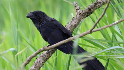 crow on branch