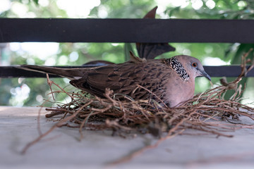 The dove on her nest
