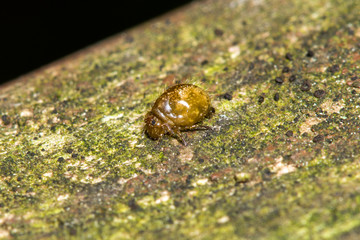 small insect at Jezioro Szmaragdowe in Poland