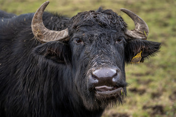 Wasserbüffel bei Rietheim-Weilheim