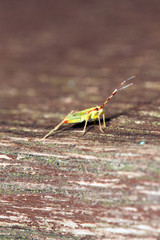 small insect at Jezioro Szmaragdowe in Poland