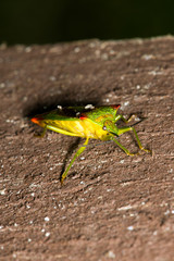 small insect at Jezioro Szmaragdowe in Poland