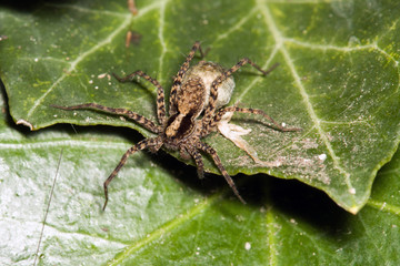 spider at Jezioro Szmaragdowe in Poland
