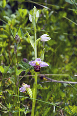 small orchid in northern Zealand, Denmark