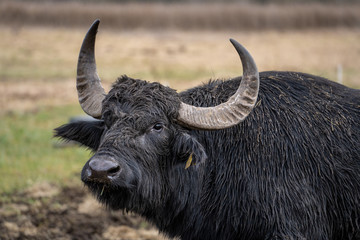 Wasserbüffel bei Rietheim-Weilheim