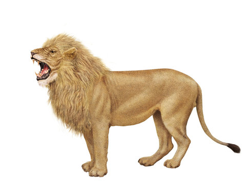 3 861 Best Lionne Images Stock Photos Vectors Adobe Stock 3 861 Best Lionne Images Stock Photos Vectors Adobe Stock