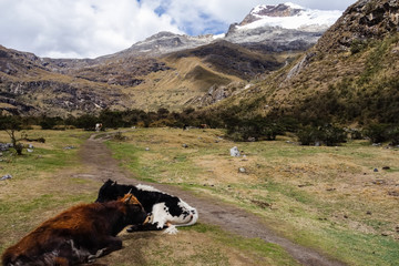 Cows on the valley of Huascaran mountains, on Huaraz, Peruvian Andes